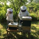 Beekeepers Bees Beekeeping Hive