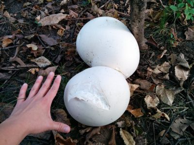 puffballs