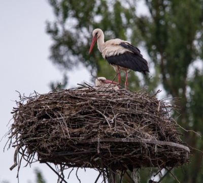 White Stork nest Poland (2)