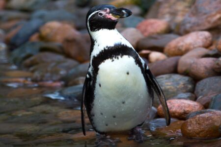 african-penguins-1467820848tza