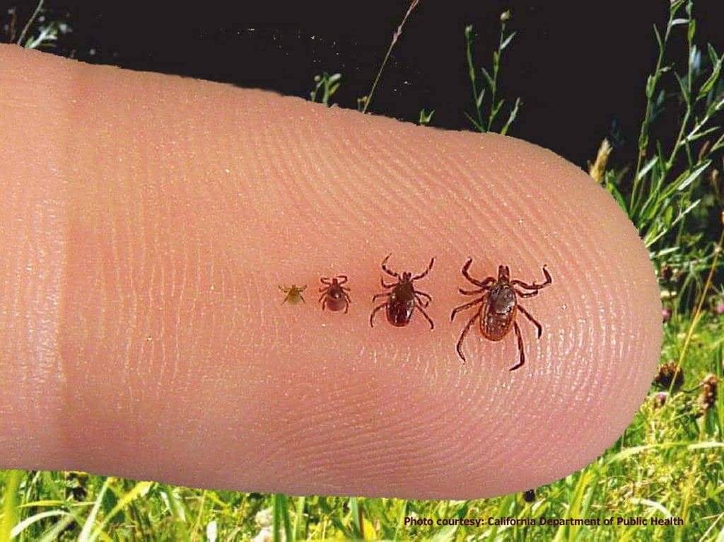 ticktalk-lyme