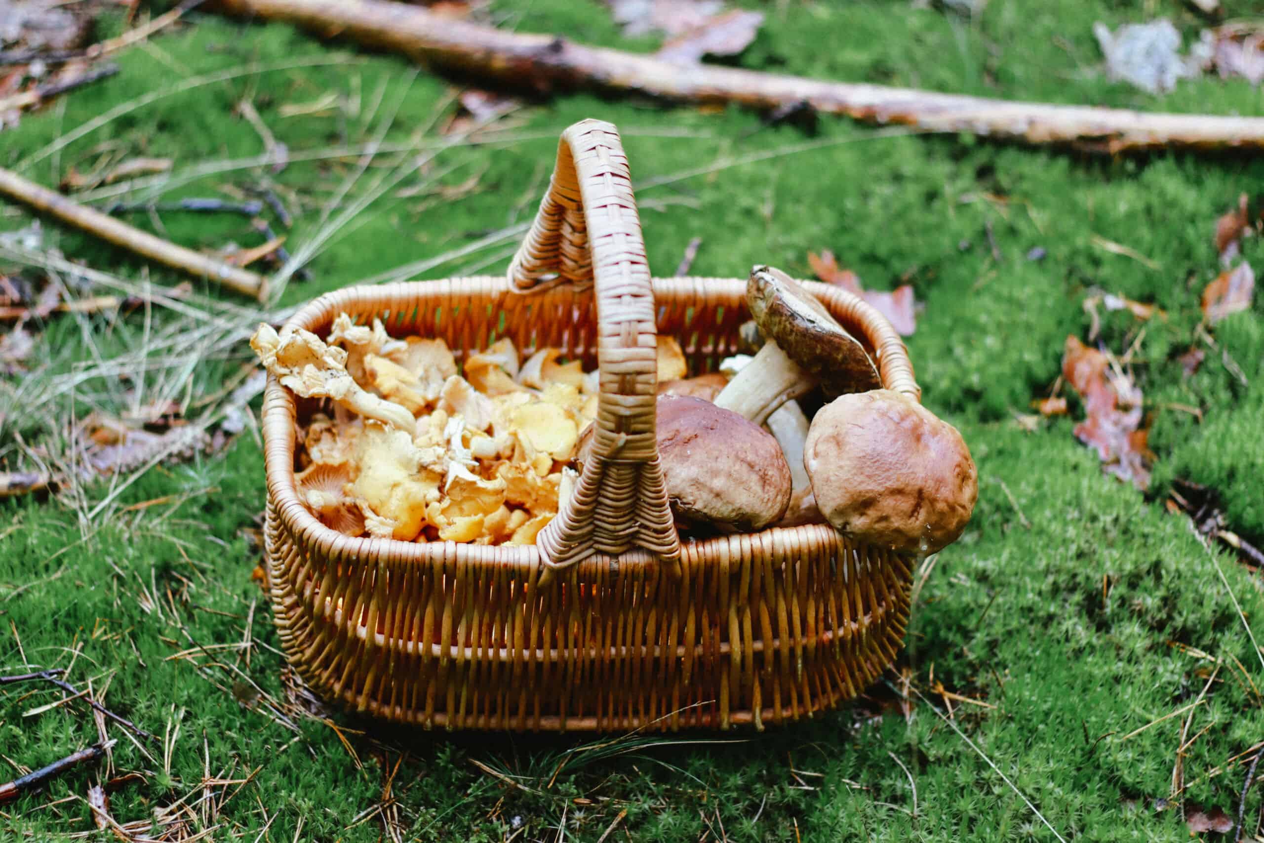 picking-mushrooms-basket-with-mushrooms-U7BMC4Y