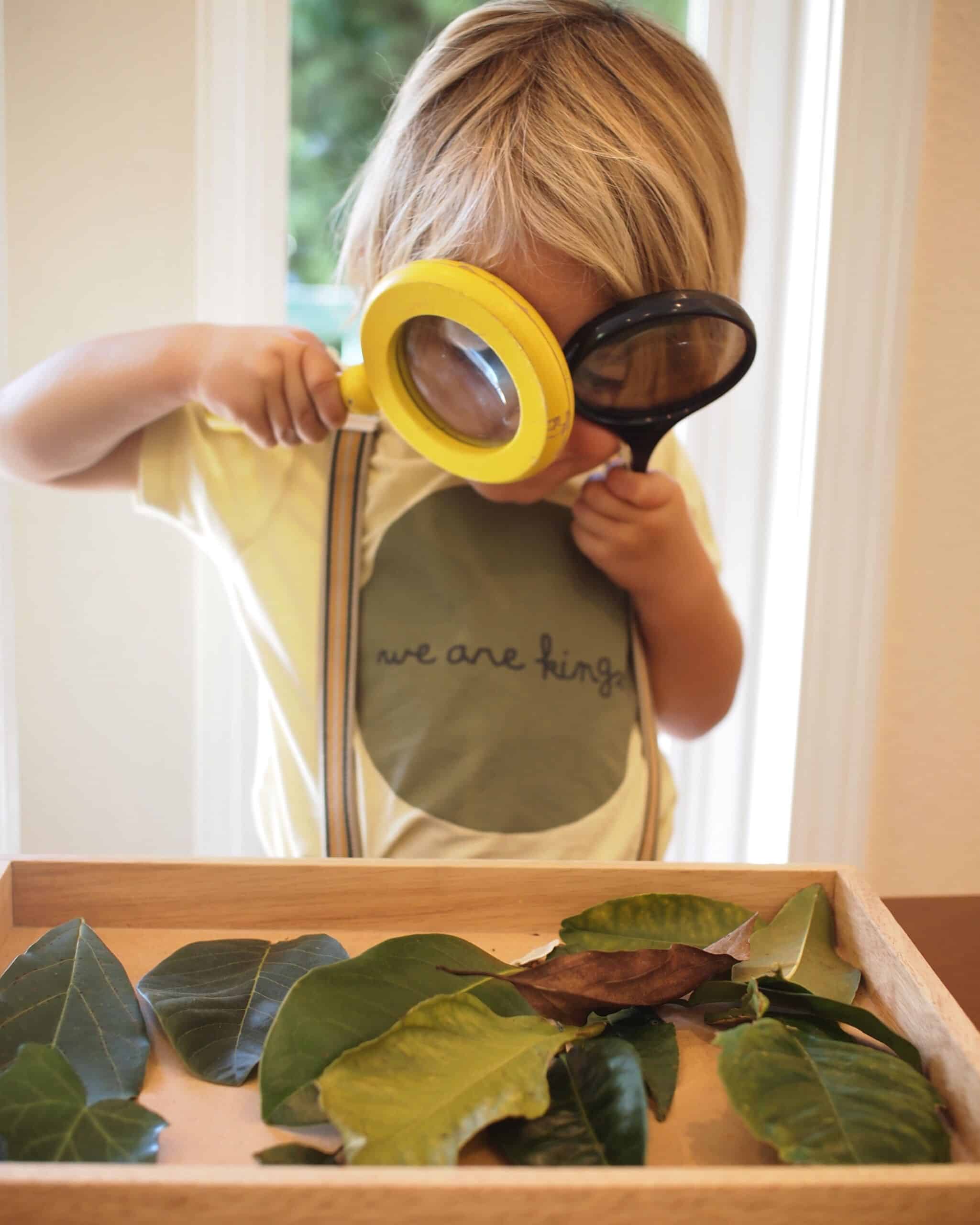 preschooler studying leaves