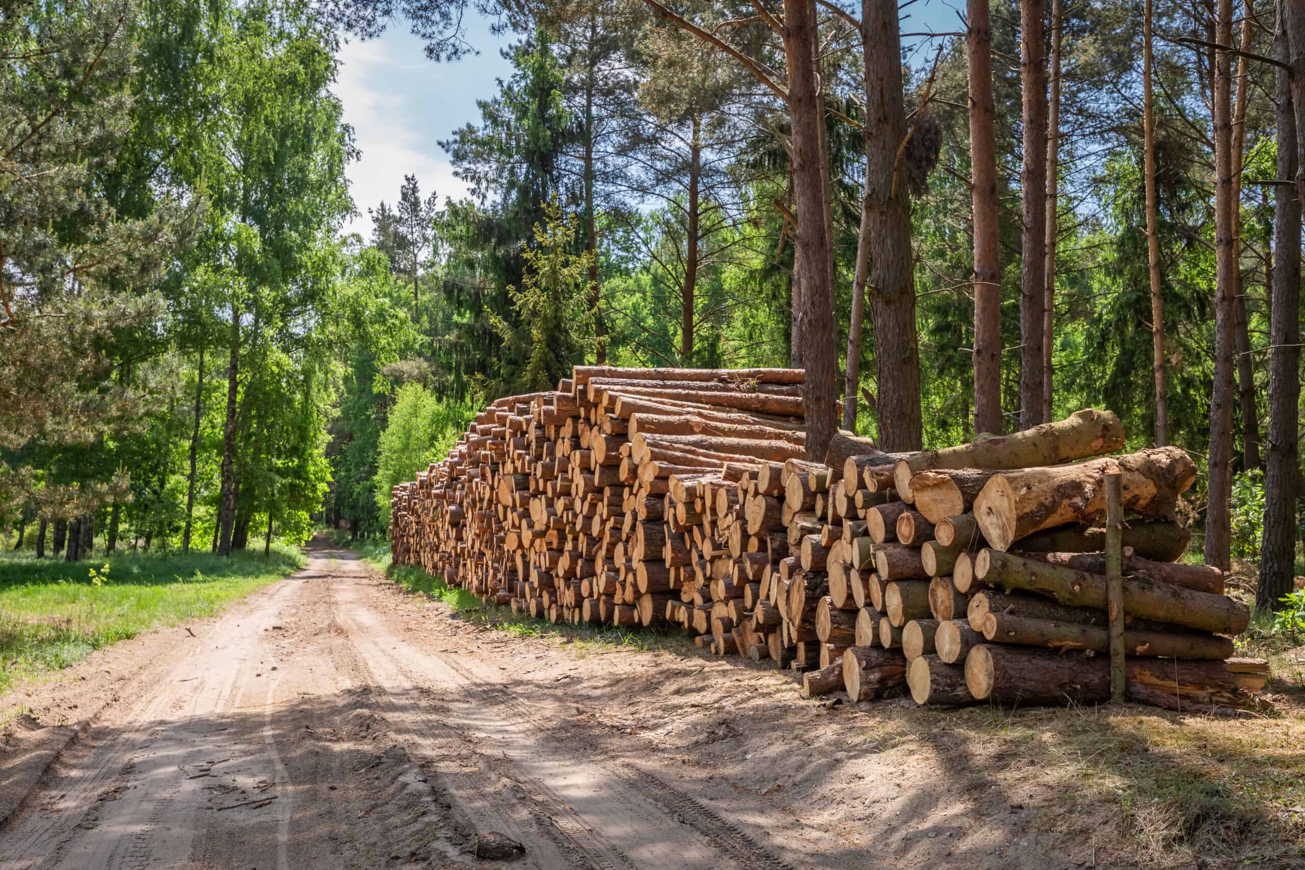 Large amount of cut wood after the storm
