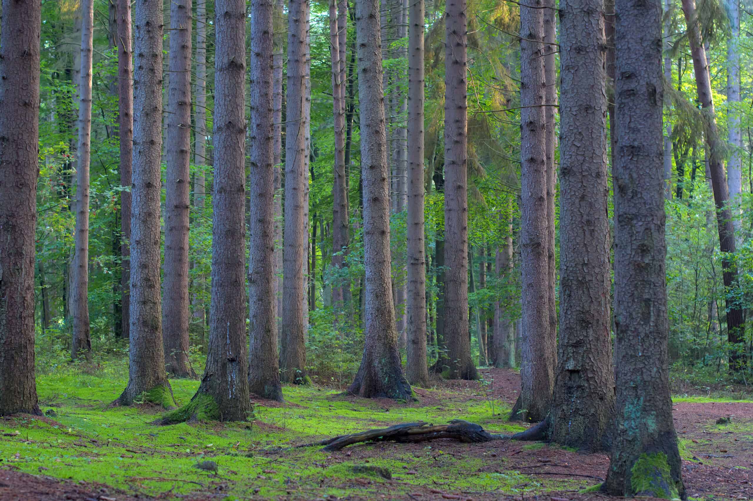 pine forest