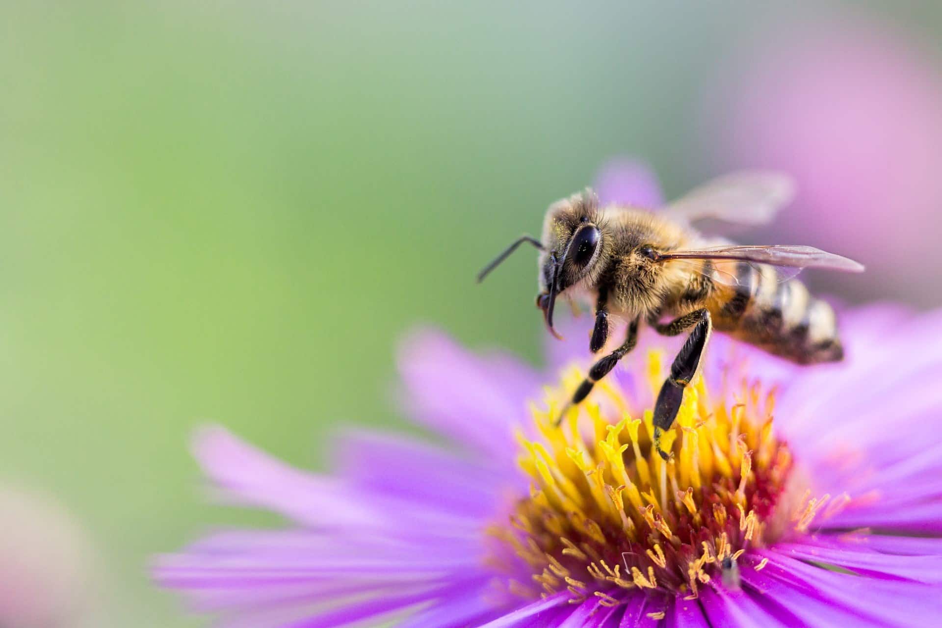 PollinatorProgram